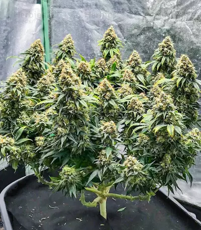 Blueberry OG feminisierte Samen (AlphaFem Seeds)