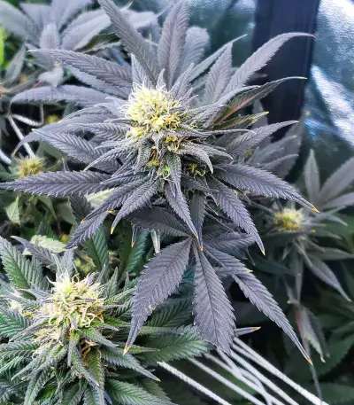 Caramelo (Delicious Seeds)