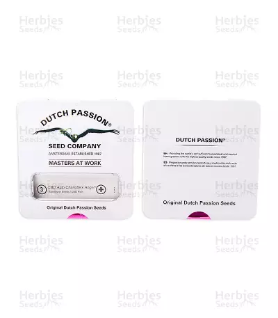 CBD Auto Charlotte’s Angel (Dutch Passion) Cannabis-Samen