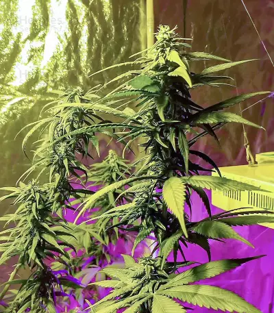 Critical Amnesia feminisierte Samen (AlphaFem Seeds)