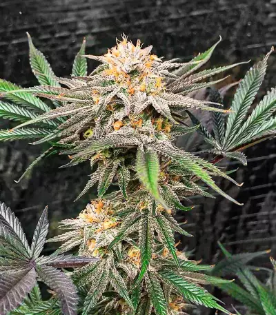 Dozy Breath feminisierte Samen (AlphaFem Seeds)