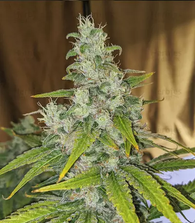 Eleven Roses Early Version feminisierte Samen (Delicious Seeds)