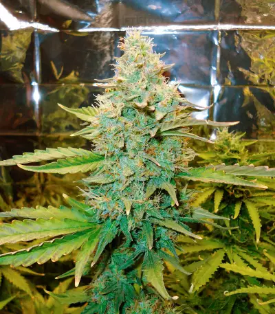 Green Crack Auto (Fast Buds) Cannabis-Samen