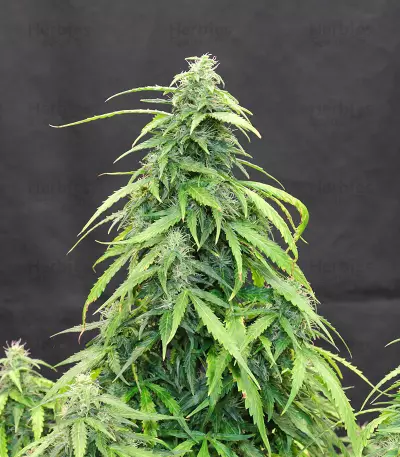Headlights Kush Auto strain