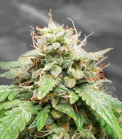 Keepers OG Autoflower feminisierte Samen (Seedkeepers)