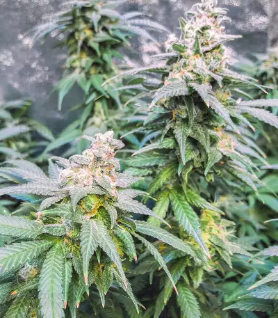 Kiwi Skunk (Kiwi Seeds) Cannabis-Samen