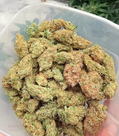 Kukulkán (Pyramid Seeds) Cannabis-Samen