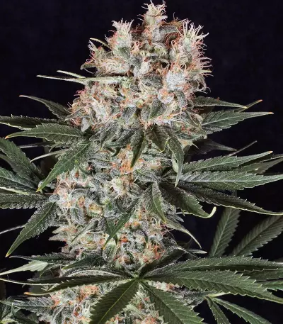 Ortega Indica (Dutch Passion) Cannabis-Samen