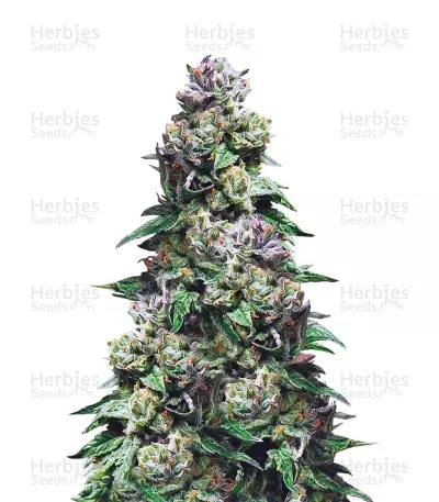 Purple Urkle (Pyramid Seeds) Cannabis-Samen