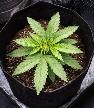 Auto White Widow XXL (00 Seeds)