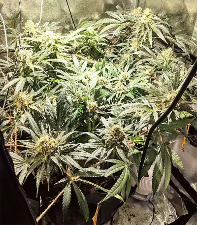 Blackberry Gum feminisierte Samen