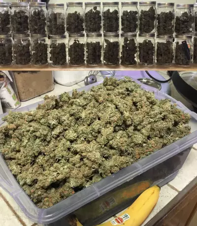 Blue Dream (BlimBurn Seeds) Cannabis-Samen