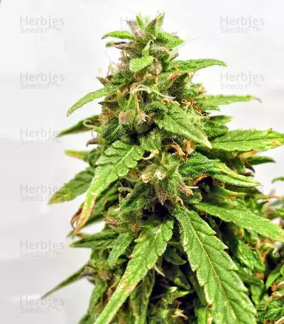 Buddha Medikit Auto CBD (Buddha Seeds) Cannabis-Samen