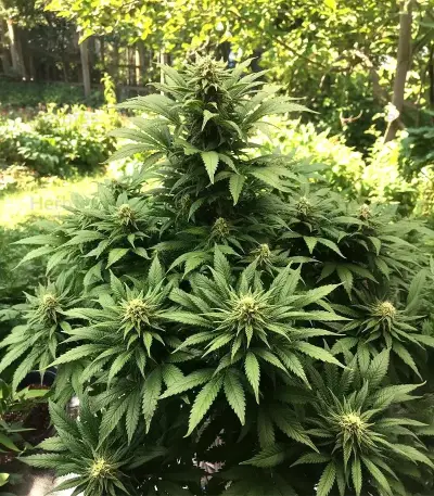 Caramella Auto (Expert Seeds)