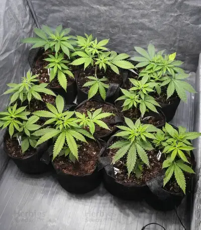 CBD 3D regular (CBD Crew)