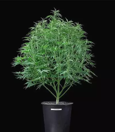 Cinderella Pineapple feminisierte Samen (Brothers Grimm Seeds)