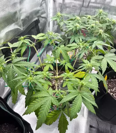 Forgotten Cookies Auto (Mephisto Genetics) Cannabis-Samen