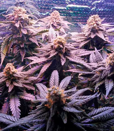 Fruit Punch (Heavyweight Seeds) Cannabis-Samen