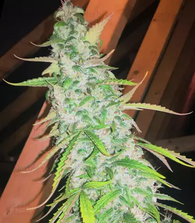 GG#4 Original Glue Auto (Auto Seeds) Cannabis-Samen