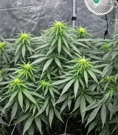 Gorilla Fast (00 Seeds)
