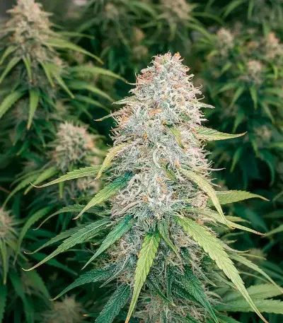 Green Monster Auto (Zambeza Seeds) Cannabis-Samen