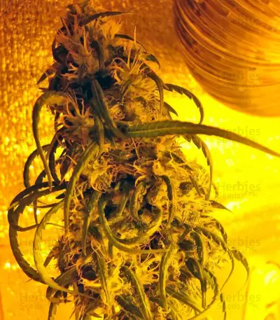 Hawaiian Snow (GHS) Cannabis-Samen