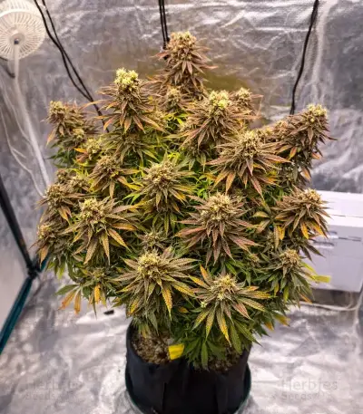 Mamba Negra / Black Mamba (BlimBurn Seeds) Cannabis-Samen