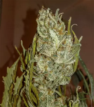 Original Auto White Widow (Fast Buds) Cannabis-Samen