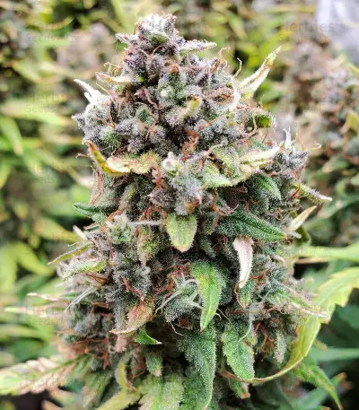 Original Big Bud Auto Samen feminisiert (Fast Buds)