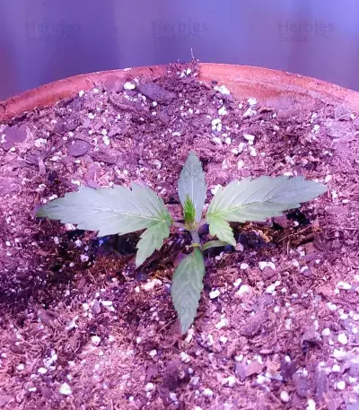 Pineapple Muffin Autoflower feminisierte Samen (Humboldt Seed Company)