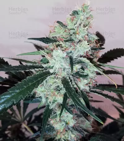 Pink Kush (Barney's Farm) Cannabis-Samen