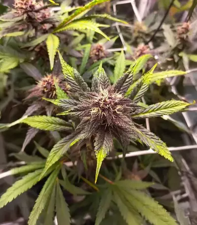 Purple Lemonade Poison Autoflower feminisierte Samen (Seedkeepers)