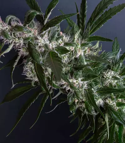 Purple Punch feminisierte Samen (Barney’s Farm)