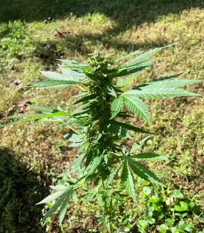Rosetta Stone feminisierte Samen (Brothers Grimm Seeds)