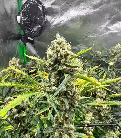 Rosetta Stone feminisierte Samen (Brothers Grimm Seeds)