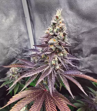 Runtz x Layer Cake feminisierte Samen (Barney's Farm)