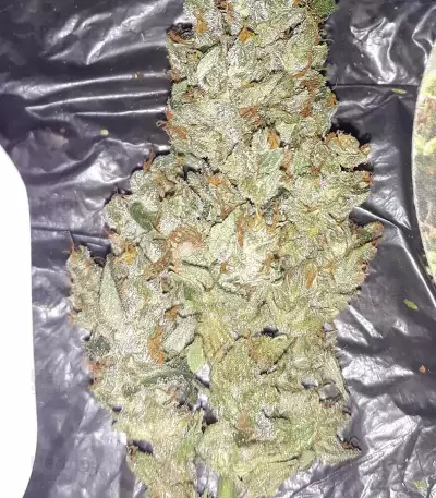 Shogun (RQS) Cannabis-Samen