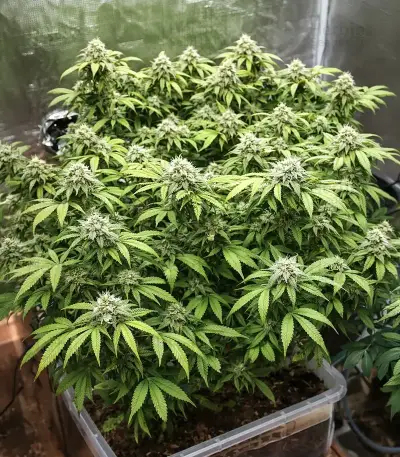 The Magician (De Sjamaan Seeds) Cannabis-Samen
