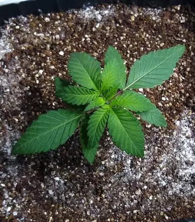Venice Beach Afghan (Kera Seeds) Cannabis-Samen