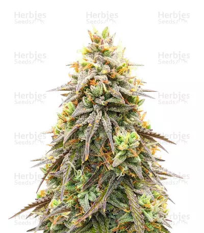 Pineapple Express Auto (Barney's Farm) Cannabis-Samen