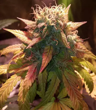 Acid Dough (Ripper Seeds) Cannabis-Samen
