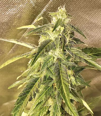 Auto Purple Gorilla (Short Stuff Seeds) Cannabis-Samen