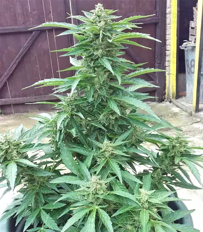 BCN Power Plant Autoflower (Seedstockers) Cannabis-Samen
