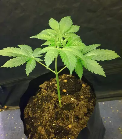 Black Gum (Original Sensible Seeds) Cannabis-Samen