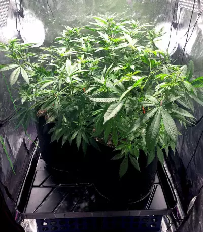 Blue Cheese (Big Buddha Seeds) Cannabis-Samen