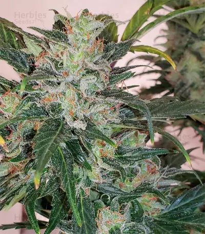 Chocodope (Victory Seeds) Cannabis-Samen