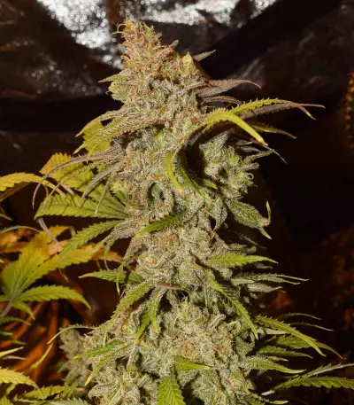 Critical Super Silver Haze (Delicious Seeds)