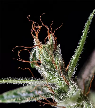 Dr. Grinspoon (Barney's Farm) Cannabis-Samen