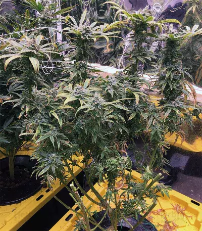 Eleven Roses feminisierte Samen (Delicious Seeds)