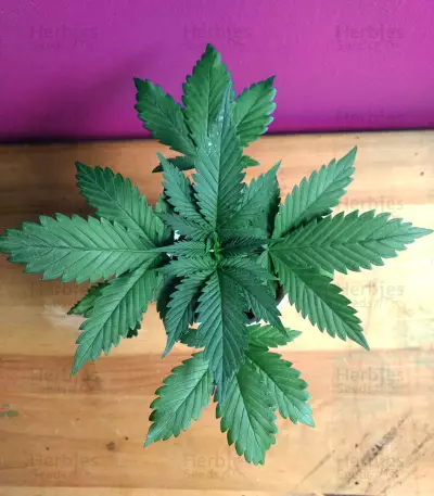 Gorilla Bomb (Bomb Seeds) Cannabis-Samen